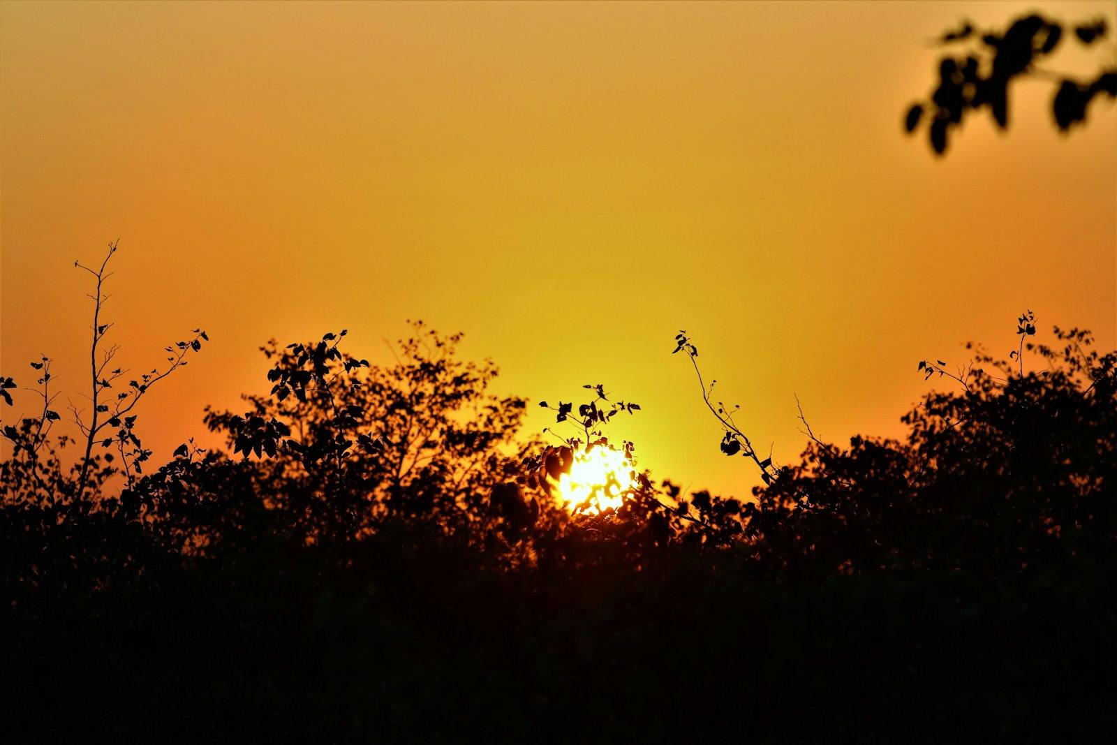 Atardecer en la sabana
